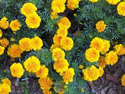 DEVAMA THE DIVINE marigold,gende ka phool seeds Seed(22 per packet)