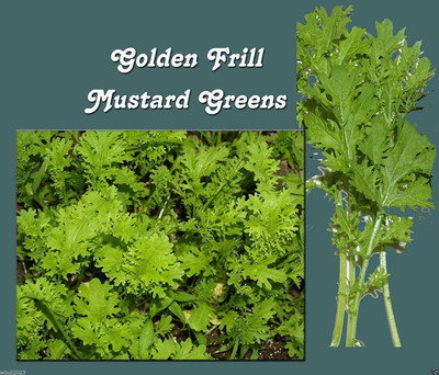 VibeX ® VXI-300 Golden Frills Mustard Green Seed(500 per packet)