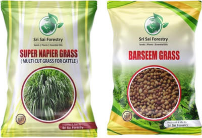 SRI SAI FORESTRY Super Napier and Berseem Grass Seeds Combo, Multicut Grass Seed(800 per packet)