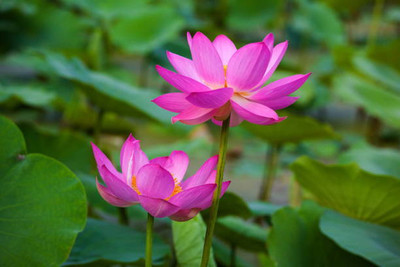 Hybrid mango plant lotus,kamal gatta Seed(15 per packet)