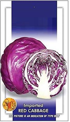 WILLVINE PAU -IX RED CABBAGE/PATTA GOBHI SEEDS [50g] Seed(15000 per packet)
