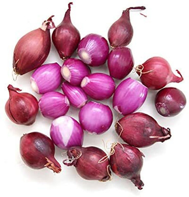 TRICONE Onion Seed(209 per packet)