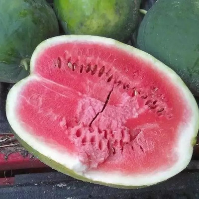 EMKOT SWEET JUICY YELLOW WATERMELON Seed(50 per packet)
