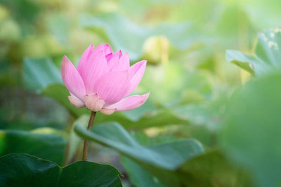 Grinny lotus,kamal gatta Seed(14 per packet)