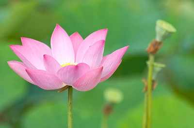 Arshisyat lotus,kamal gatta Seed(11 per packet)