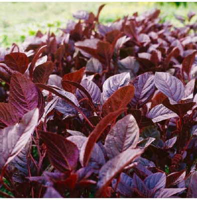 Hmr Chaulai Saag Red Amaranth Seed(500 per packet)