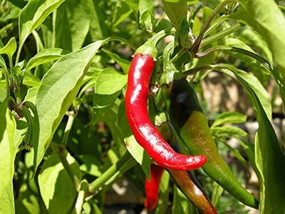 KNESSiN Red Chilli Pepper Seed(200 per packet)