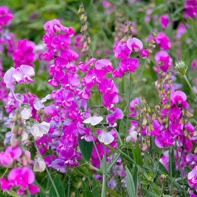 Lorvox Sweet Pea Flower Seeds F1 Hybrid Seed(70 per packet)