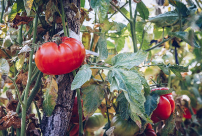 everlite tomato Seed(120 per packet)