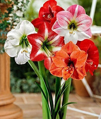 Cloud Farm Amaryllis Lily Flowering Fragrant Flower Plants Seeds for Home Gardening Seed(50 g)