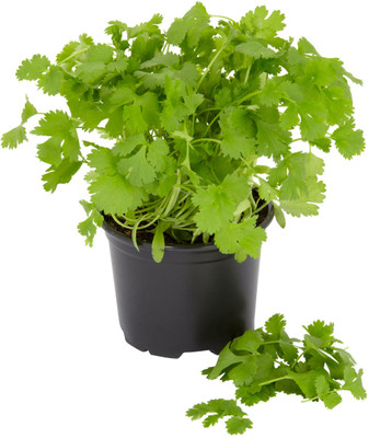 ZIXA Corriander Culinary Herb Cilantro Dhania Seed(2000 per packet)