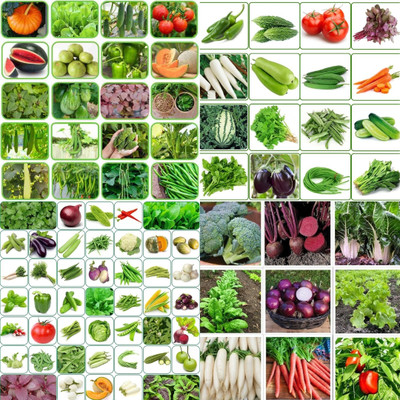 ibains All vegetable seeds biij 201 Seed(201 per packet)