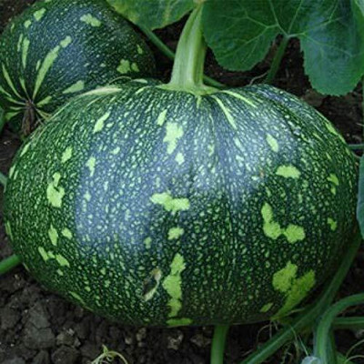 Qualtivate HYB-6A Pumpkin F1 Hybrid Bheema Seeds Seed(50 per packet)