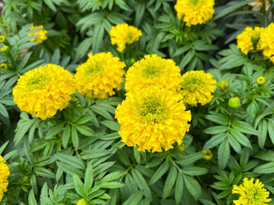 gelunix marigold/gende ka phool flower seeds Seed(50 per packet)