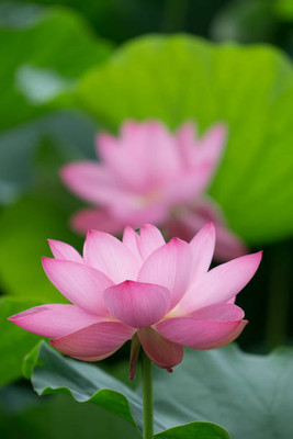 Treepoint lotus,kamal gatta Seed(15 per packet)