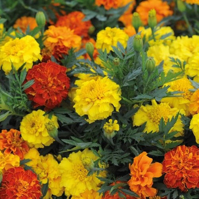 BDSresolve Mix marigold flower seed/Marigold seeds 110 Seed(110 per packet)