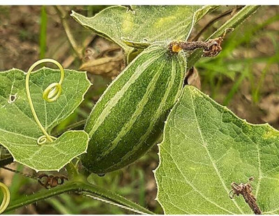 GREENSEA Hybrid Pointed Gourd, Parwal, Potol Seed(32 per packet)