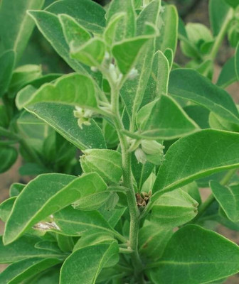 Aywal Ashwagandha Seed(15 per packet)