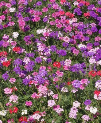 Quentova VERBENA Flower Mixed-IACR-9Z Seed(75 per packet)