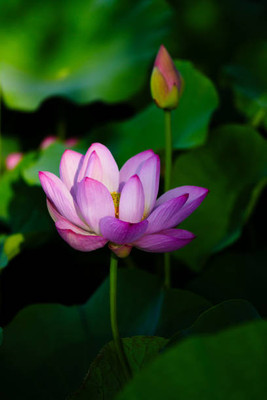FRESHOO lotus,kamal gatta Seed(10 per packet)