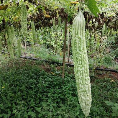 CYBEXIS Bitter Gourd Garden Seeds -100 Seeds Seed(100 per packet)