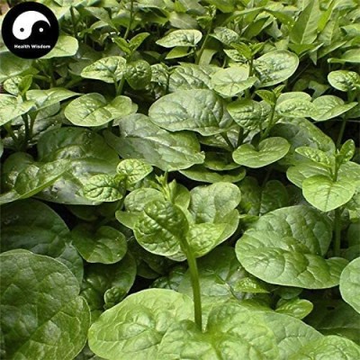 DROXTY SPINACH Seed(200 per packet)