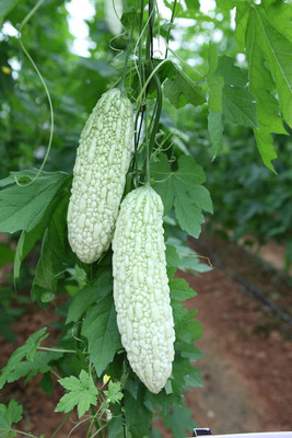 CYBEXIS LX-30 - White Pearl Bitter Melon Bitter Gourd - (300 Seeds) Seed(300 per packet)