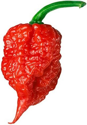 Qualtivate PUA-7A Carolina Reaper Chilli Seed(300 per packet)