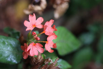 RUKDA kanakambaram-firecracker-crossandra Seed(29 per packet)
