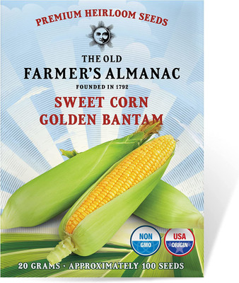 CYBEXIS KGF -37 - Sweet Corn (Golden Bantam) - (2250 Seeds) Seed(2250 per packet)