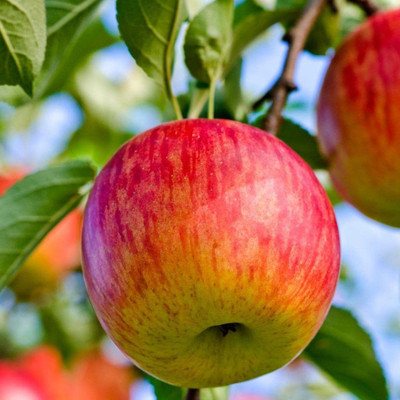 KANAYA Apple Seed(15 per packet)
