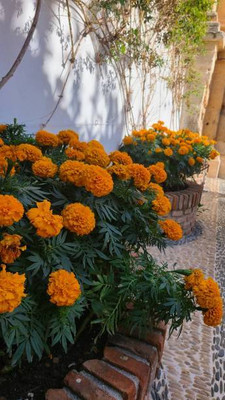 Forestree marigold/gende ka phool flower seeds Seed(50 per packet)