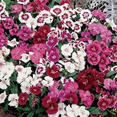 MAA Dianthus, Pink, Carnation Seed(73 per packet)