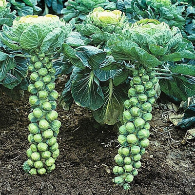 WILLVINE SCI -X Brussels Sprouts Long Island [50g] Seed(15000 per packet)