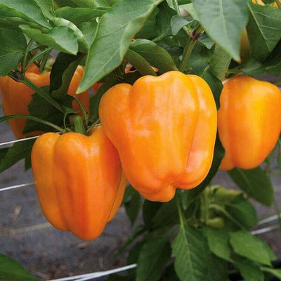 DIVINE CAPSICUM Seed(20 per packet)