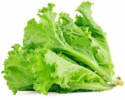 TRICONE Lettuce Seed(450 per packet)