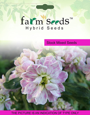 CYBEXIS Stock Mixed100 Seeds Seed(100 per packet)