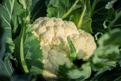 Naturomart white cauliflower,gobhee seeds Seed(25 per packet)