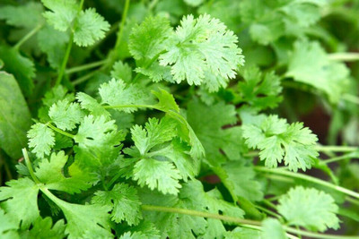 CEZIUS हरा धनिया Coriander Herb vegetable-b9I Seed(190 per packet)