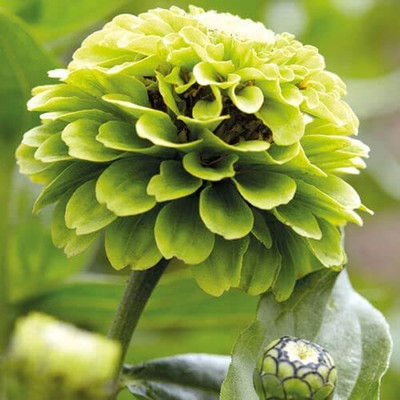 VibeX KGF -54 - Green Envy Zinnia Flower - (30 Seeds) Seed(30 per packet)