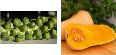 CYBEXIS Brussel Sprout - Brilliant F1 Finest & Butternut Seed(10 g)