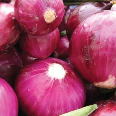 WATIKA Red Grano, Onion Seed(3000 per packet)