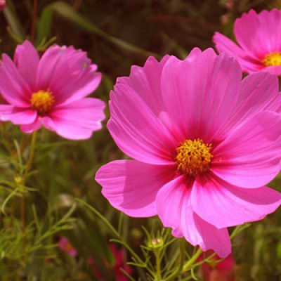 CYBEXIS F1 Hybrid Common Cosmos Seeds - Pink Seed(50 per packet)