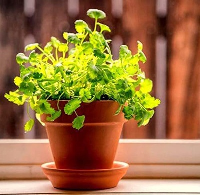 CYBEXIS PAU-96 - Cilantro Magnum - (2250 Seeds) Seed(2250 per packet)