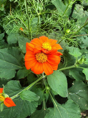 MWHY Tithonia Orange Flower Seed(25 per packet)