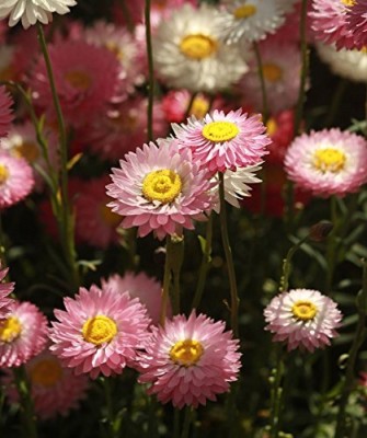 Qualtivate GBPUT-172 Paper Daisy Flower Seeds Seed(50 per packet)