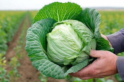 Arshiayat Cabbage Seed(80 per packet)