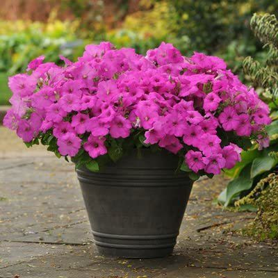 CYBEXIS ATS-16 - Petunia Easy Wave Neon Rose - (60 Seeds) Seed(60 per packet)