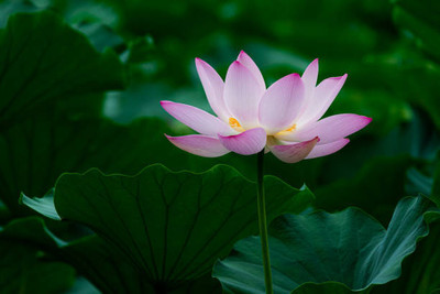 SeedLife lotus,kamal gatta Seed(10 per packet)