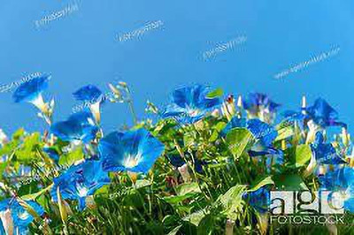 MAA Morning Glory Seed(44 per packet)